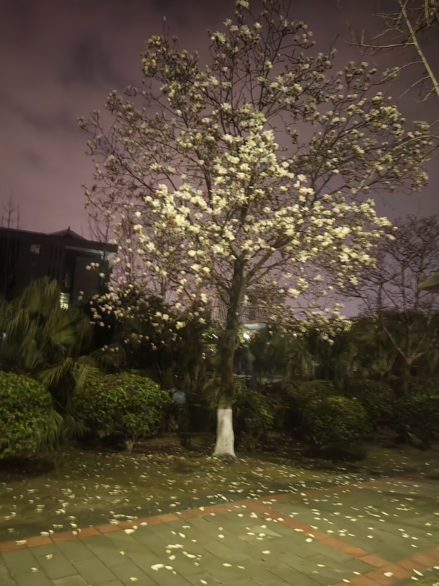 【岁聿云暮】名为何物？譬若玫瑰：任改其名，其香如故。